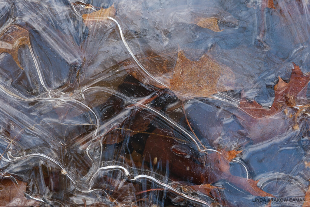 Swirly patterns on ice, with brown frozen leaves visible underneath the ice. 