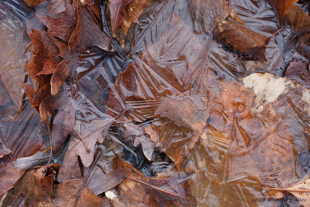 Oak leaves caught in ice, that has patterns as if it was folded. 