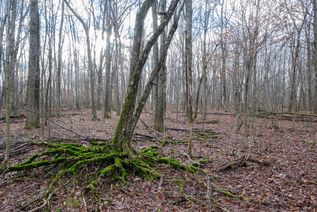 Roots covered in bright green moss spread out at the base of a leaning birch tree, in a forest. The trees are bare and the ground is covered in brown leaves. 