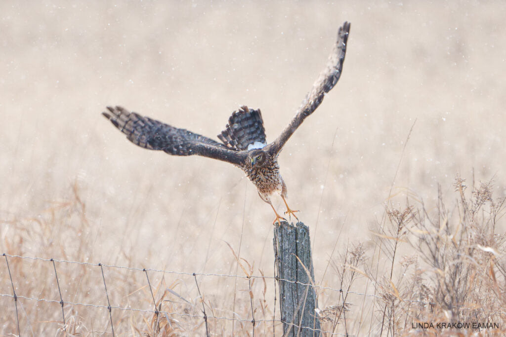 a large mostly brown raptor with yellow legs and yellow eyes has its wings outstretched as it takes off from a fence post. 