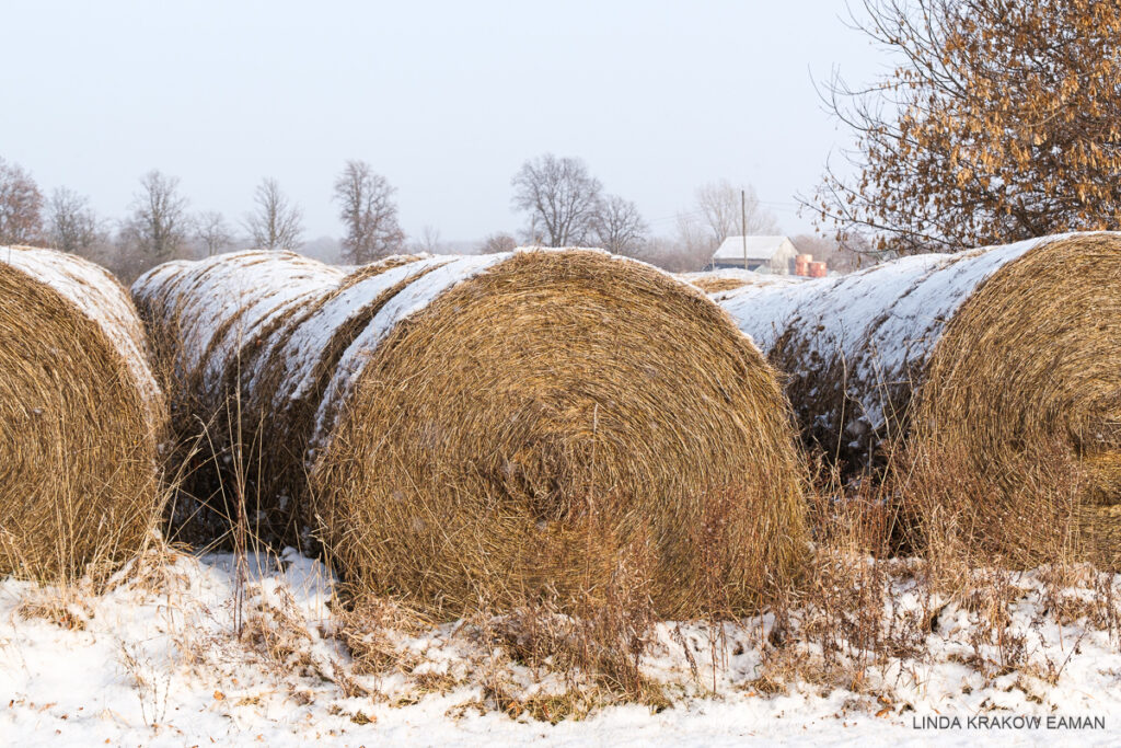 Closeup of three rows of round hay bales with adusting of snow. A small farm shed is visible just behind them. 