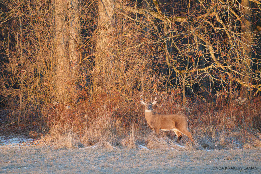 A large brown deer with big antlers, a white throat, and ears outstretched turns to look at the camera. It's standing at the edge of woods with several very large trees nearby, in golden late afternoon light. 