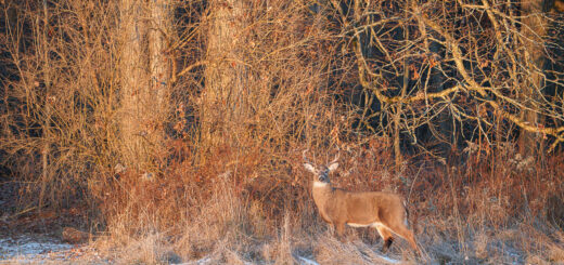 A male white-tailed deer with large antlers pauses at the edge of the woods.