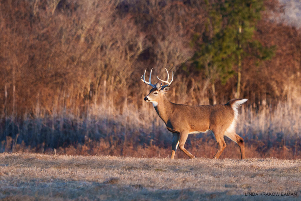 A large male deer with antlers is trotting along a field of dead grass, at the edge of the woods. 