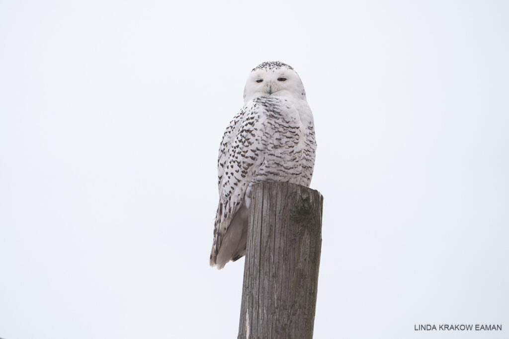 A large white owl with brown speckles looks down at the camera from atop a pole. The sky is white. 