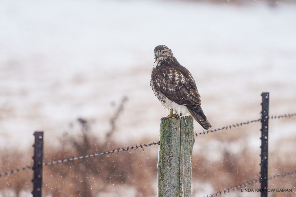 A large mostly brown raptor is perched on a fencepost in falling snow, its body turned away and its head turned to the left as it eyes the camera. 