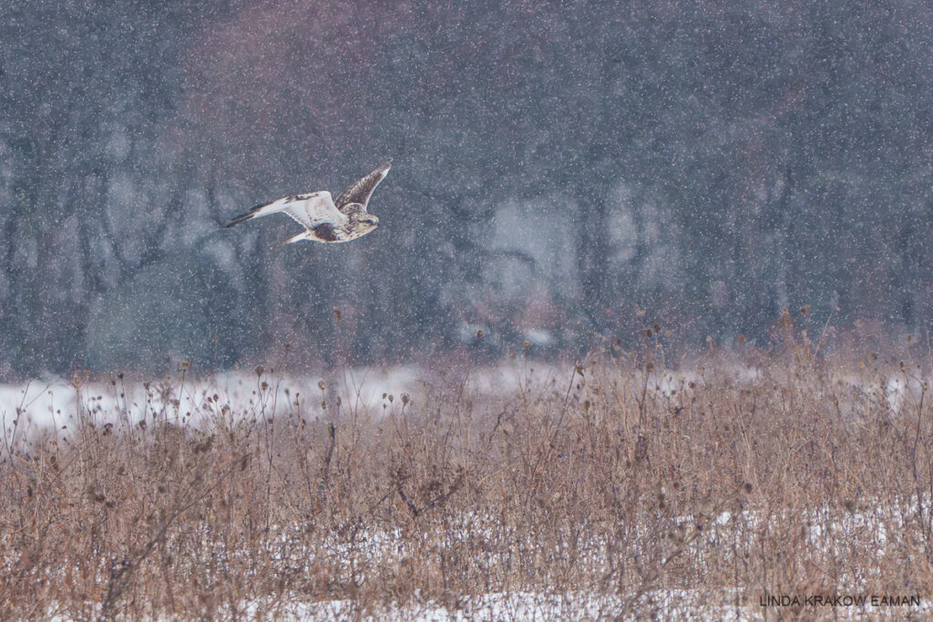 A white and brown raptor flies over a  field of dead wildflower stalks, in falling snow.