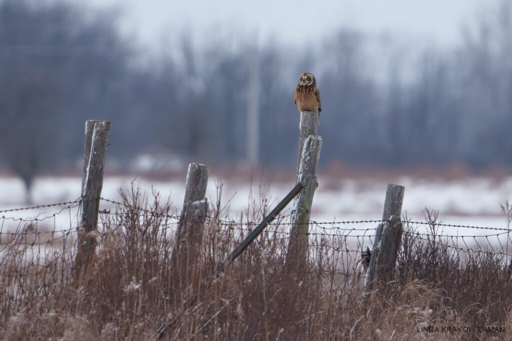 A small brown owl with a mostly white face and a white half-circle around each side of its face is perched on one of four fence posts at the edge of a field. 