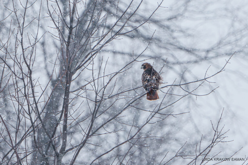 A hawk with reddish brown head and tail, and dark speckled back, body facing away from the camera but head turned partway back, sits on a branch  in a snowstorm. 