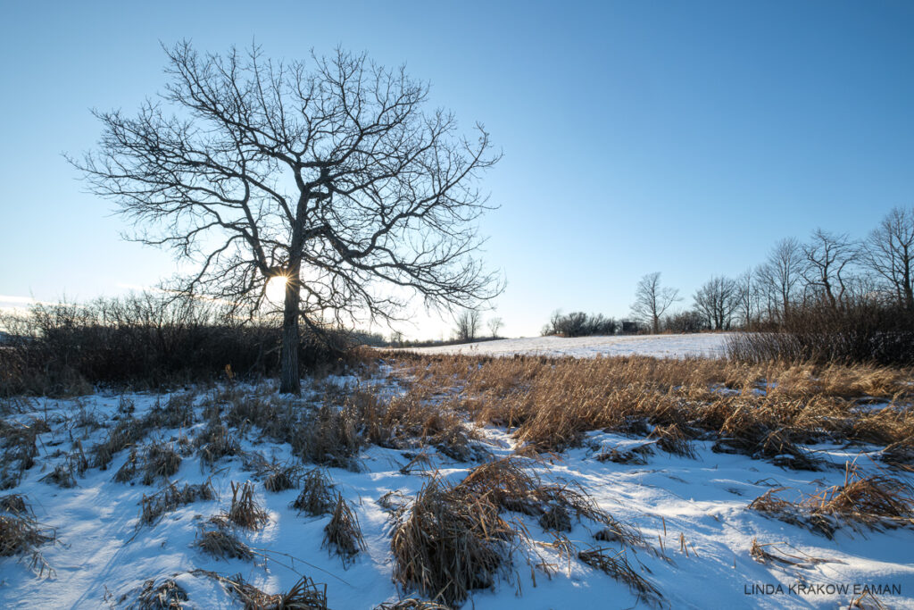 A tree with gnarled branches stands in a snowy field with patches of dead hay bending over. The sky and shadows on the snow are blue, and the sun is shining through the tree. 