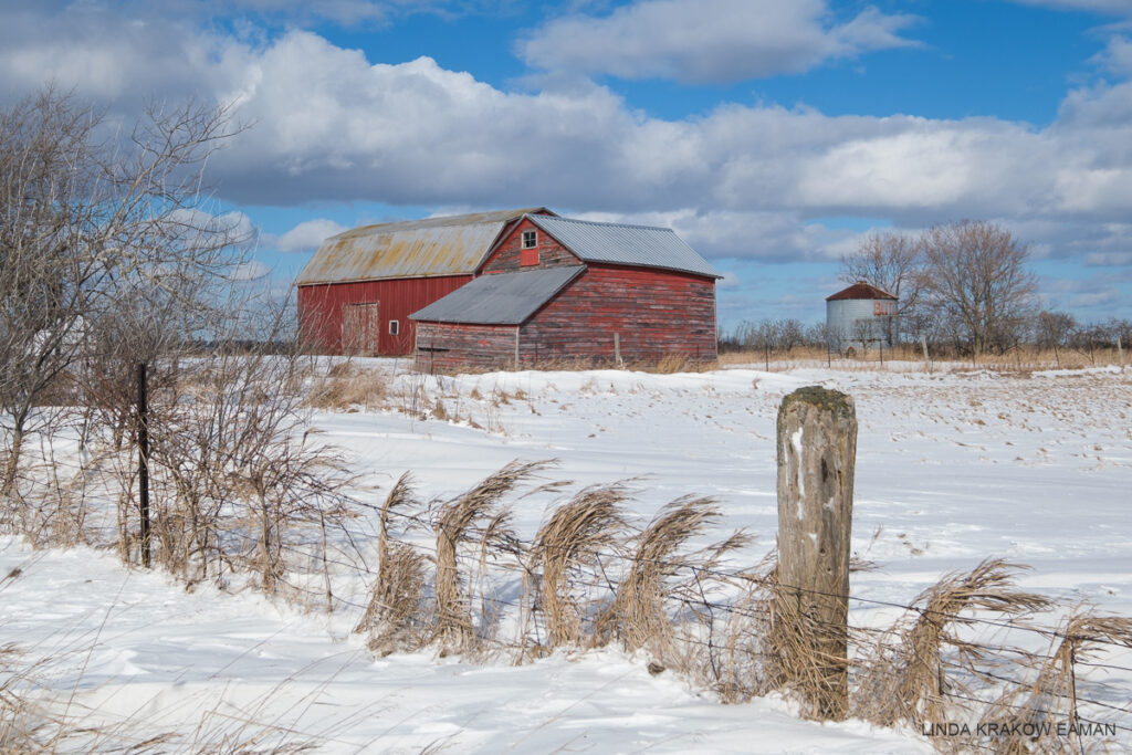 A large red barn and weathered red shed, surrounded by snowy field and a farm fence. The sky is blue with puffy white clouds. 