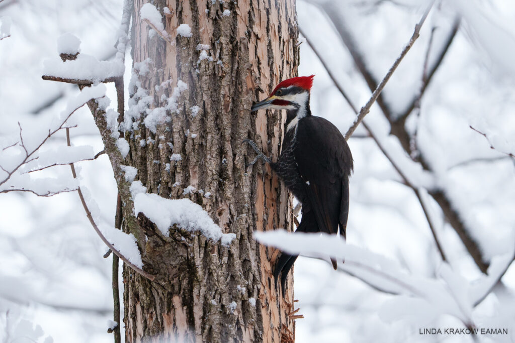 A large bird with black body, black and white head, and big red comb is perched on the side of a tree trunk, with its large beak in a hole. Much of the trunk's bark has been removed. Snowy branches all around.