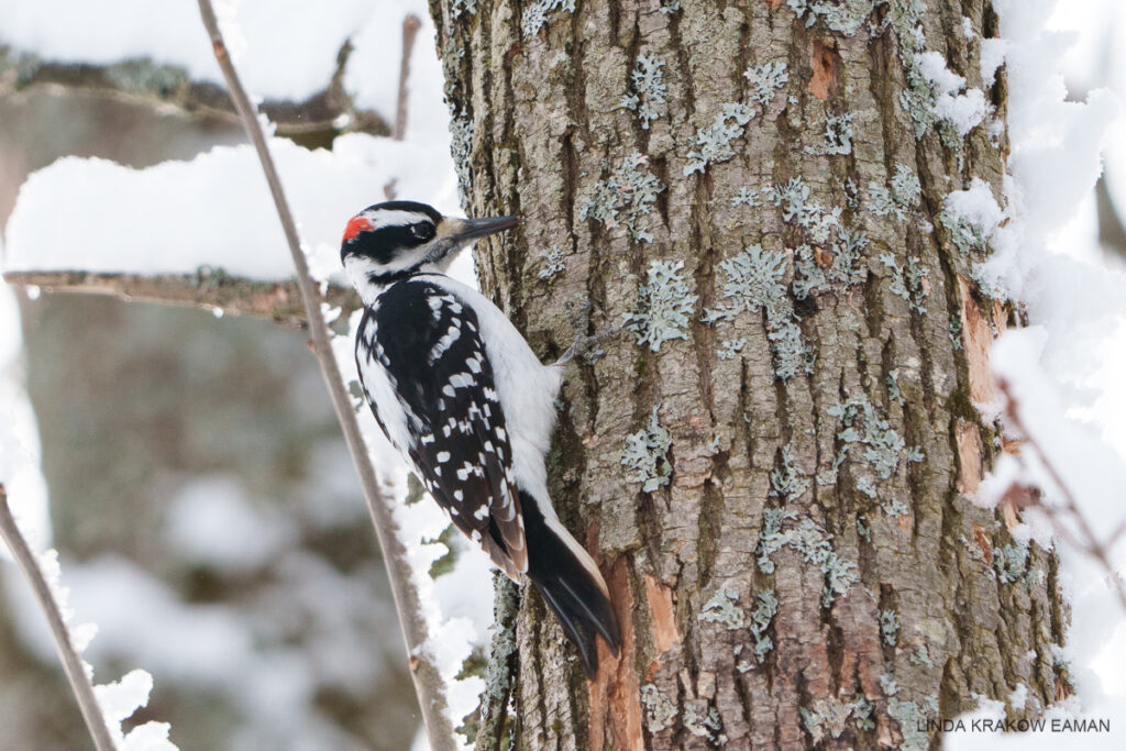 A medium sized bird with black back with white spots, black tail, white breast, and black and white striped head with a red spot is perched on a tree trunk. Snowy branches all around, and bits of lichen on the tree bark. 