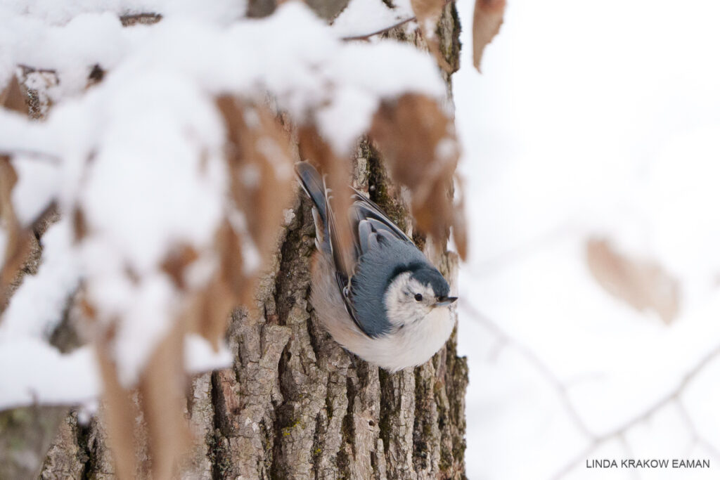 A small bird with white breast and face and blue-grey back and cap is looking up at the camera, facing away from the tree trunk it's perched on. THe bird is partly framed by snowy leaves in the foreground. 