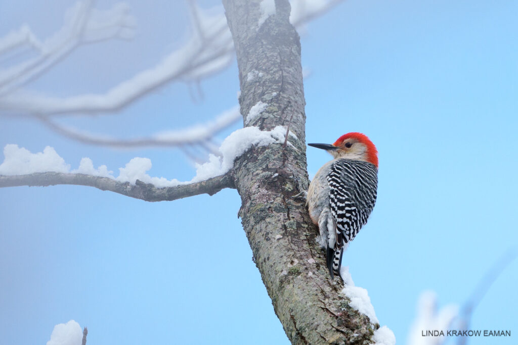 Against a blue sky, a medium sized bird with black and white back, white breast and face, red cap, and largish beak is perched on a snowy branch.