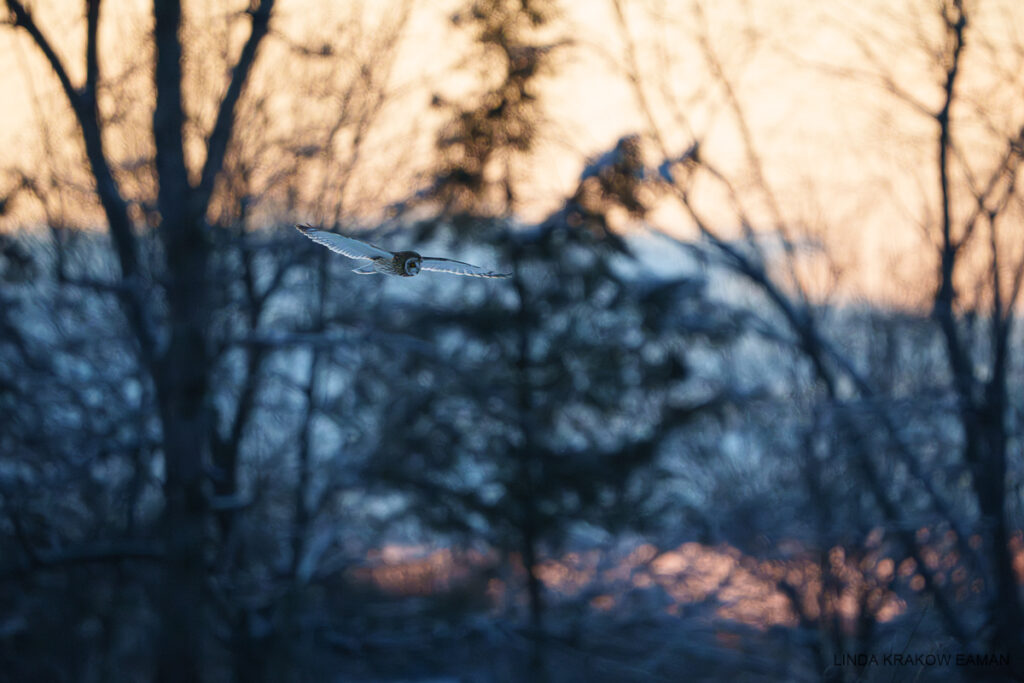 A small brown owl with white underwings flies against a background of dark trees and a strip of golden sky. 