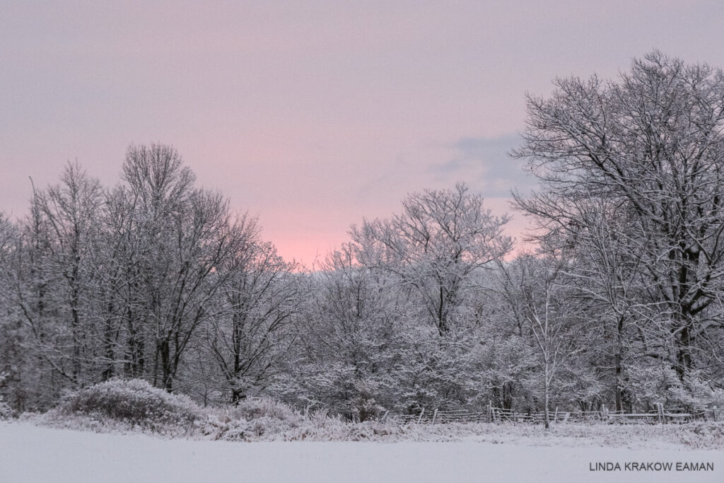 Snow-covered trees with a pink sky