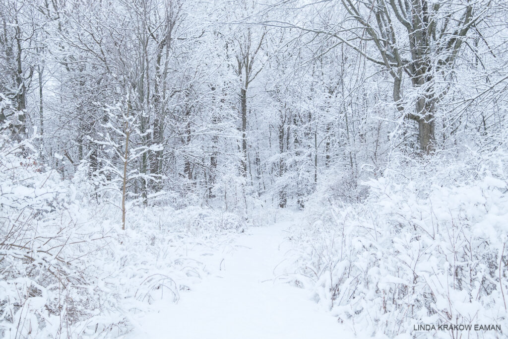 A snowy path leads into a forest of snow-covered trees