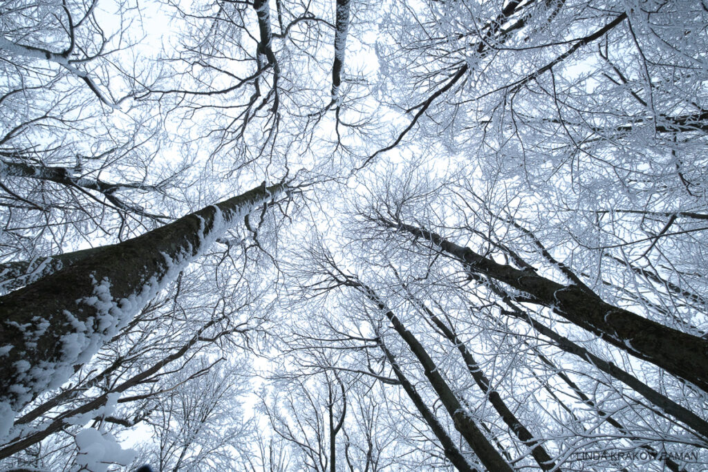 The camera was pointed straight up for this show of snow-covered trees reaching for the white sky.