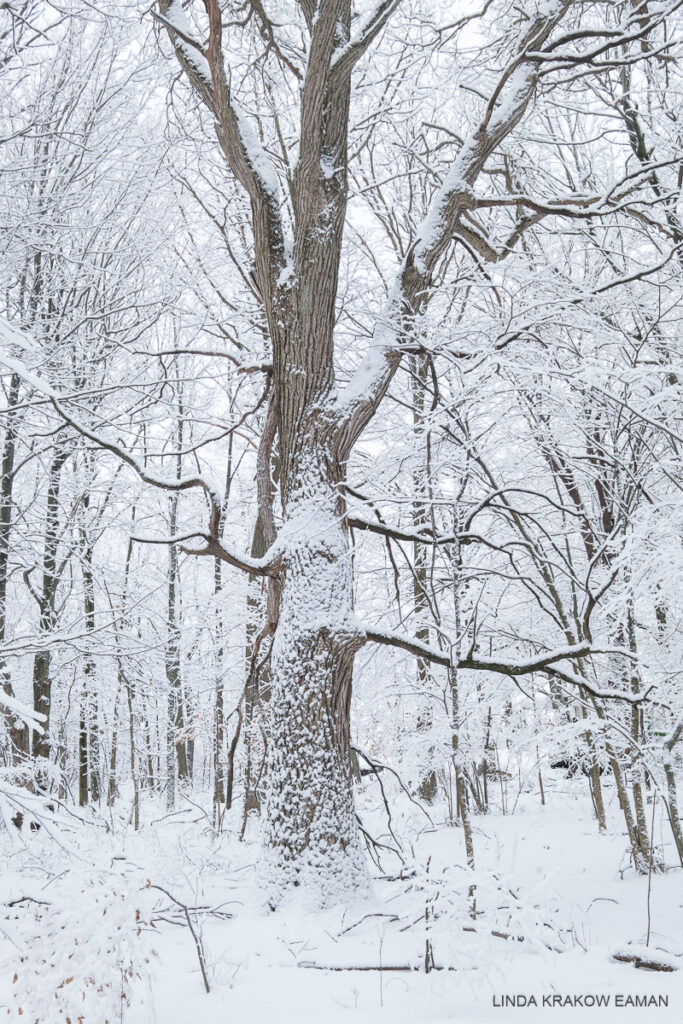 An oak tree in a snowy forest has snow coating big parts of its trunk and capping each of its branches