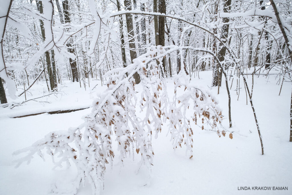 A calm snowy forest scene. In the foreground a sapling bows in an arch, its branches and brown leaves all covered in snow. 