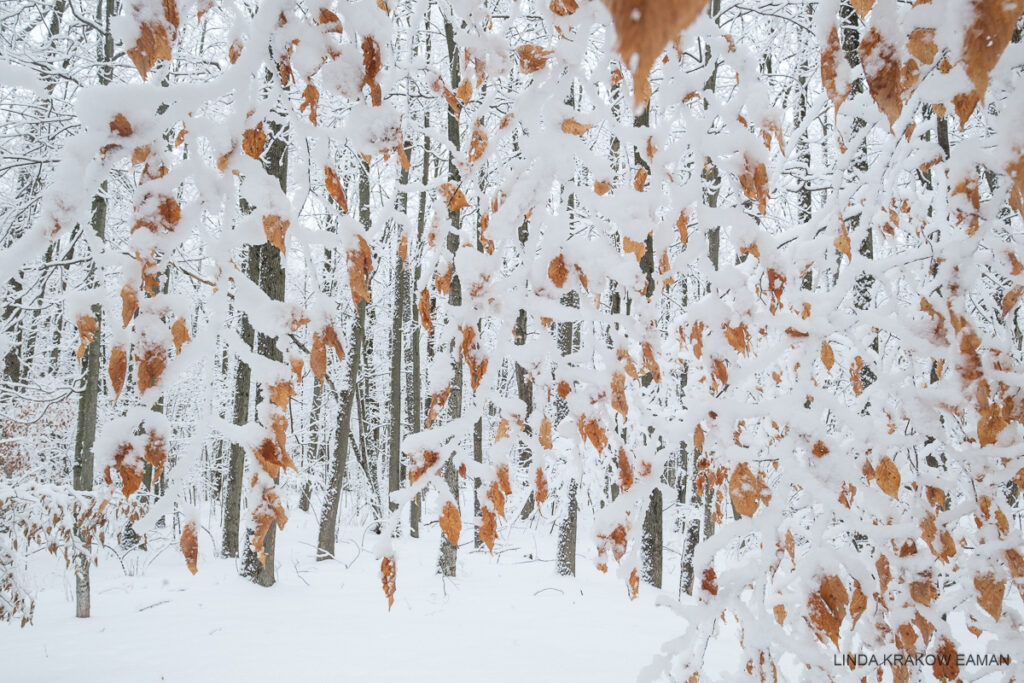 A snowy forest behind a curtain of hanging branches and golden beech leaves, all covered in snow.