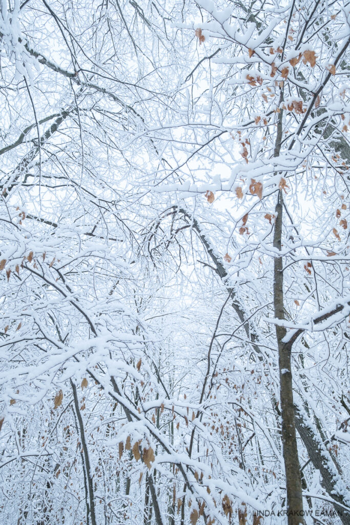 A tangle of trees, every branch, twig, and leaf covered in snow. A white sky is barely visible through the tangle. 