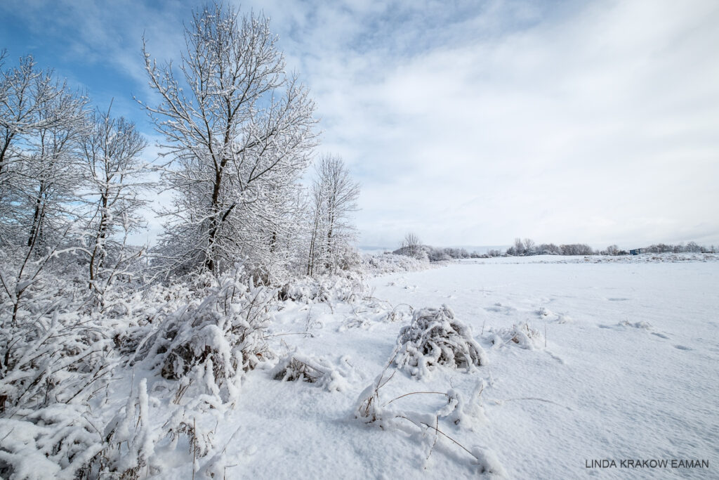 Snow-covered trees and brush at the edge of a snow-covered field, under a sky that's partly clouded and partly blue. 