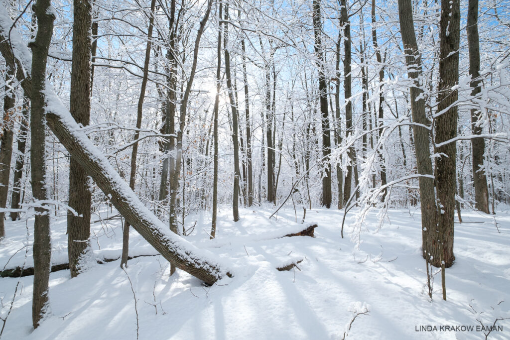 A snowy forest scene with blue sky and a low sun creating long shadows on the snowy ground. 