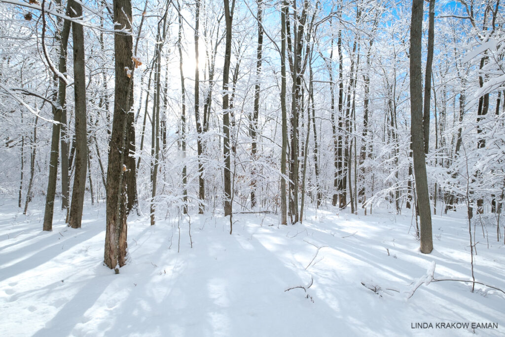 A snowy forest scene with blue sky and a low sun creating long shadows on the snowy ground. 