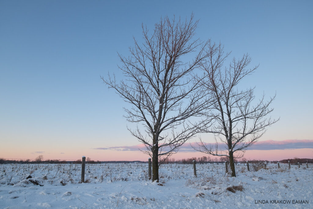 Two bare trees on a fence line, at the edge of a snow-covered field. The sky is mostly blue with a strip of pink near the horizon, and a strip of pink and purple cloud just above that. 