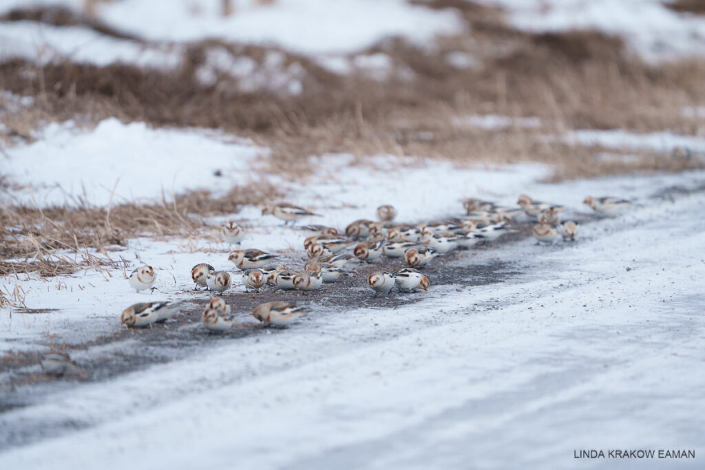 A small flock of white, brown, and black birds is foraging at the roadside surrounded by a dusting of snow and dead grass in the background. 