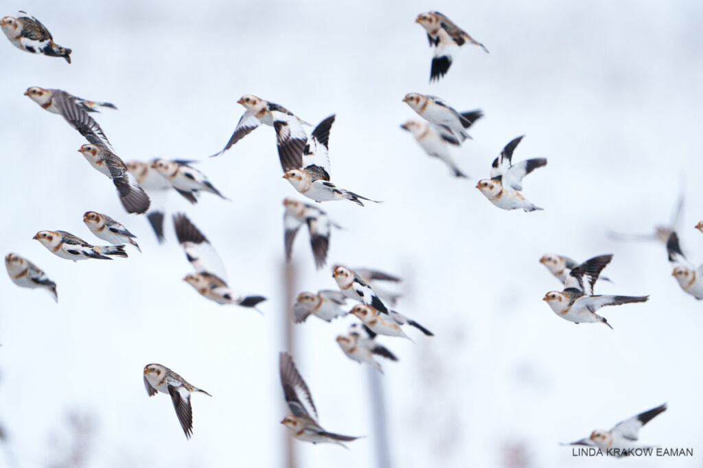 About two dozen small white birds in flights, with shite undersides and wing patches, brown face markings, and black backs and wingtips. 