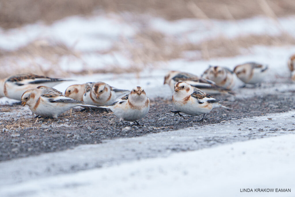 A closeup on a few of the birds. They're mostly white, with a brown necklace and face markings, and some black and brown on their wings.